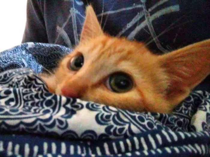Gato ra a SRD idade 2 a 6 meses nome Haroldo