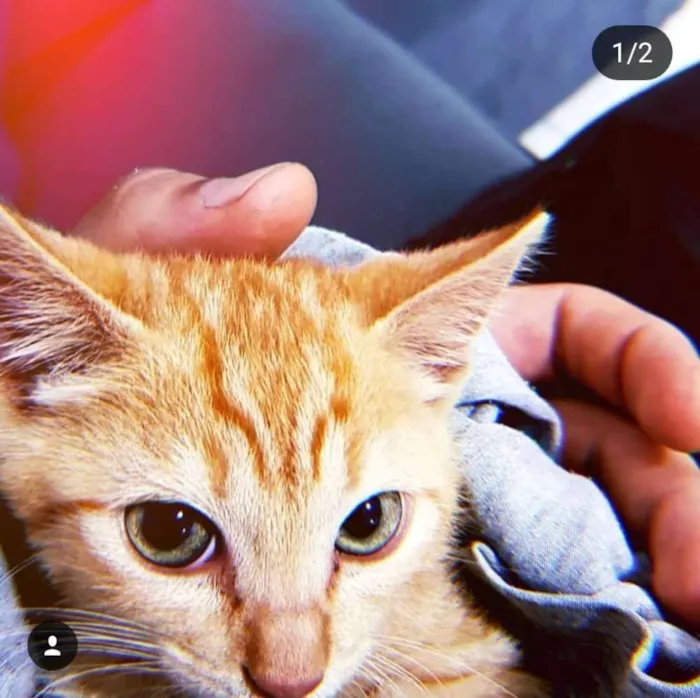 Gato ra a SRD idade 2 a 6 meses nome Haroldo