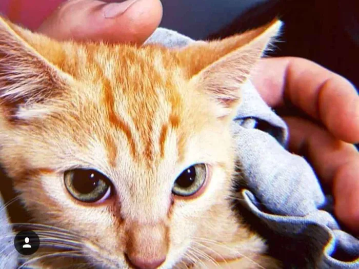 Gato ra a SRD idade 2 a 6 meses nome Haroldo