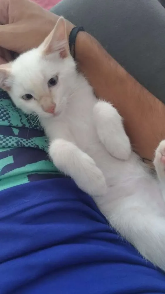 Gato ra a SRD idade 2 a 6 meses nome Salomon