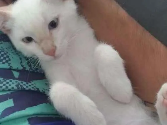 Gato ra a SRD idade 2 a 6 meses nome Salomon