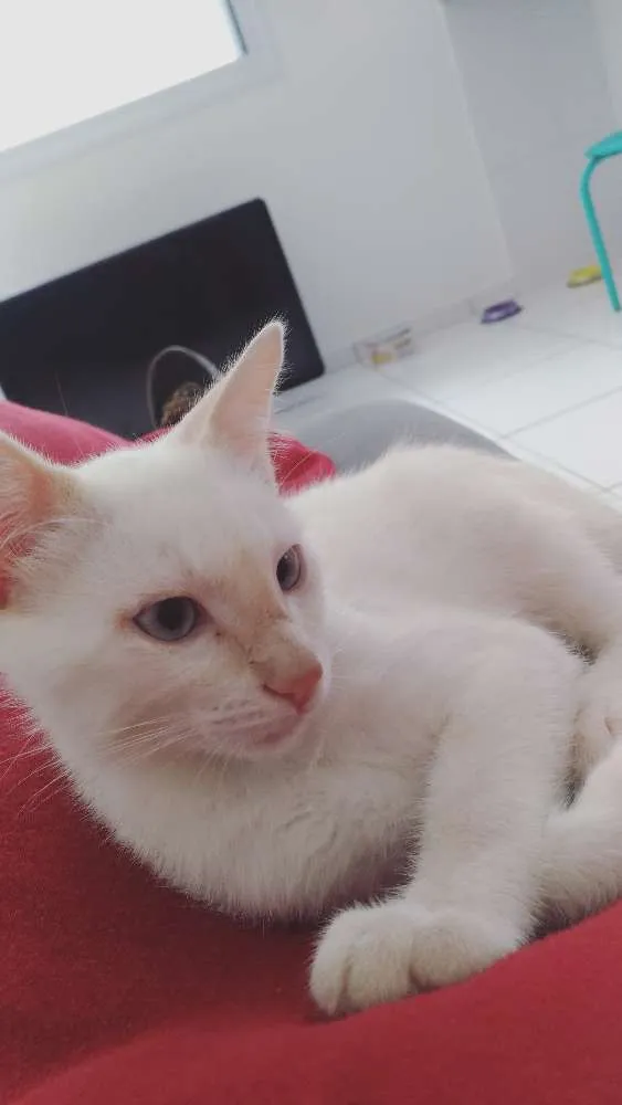 Gato ra a SRD idade 2 a 6 meses nome Salomon