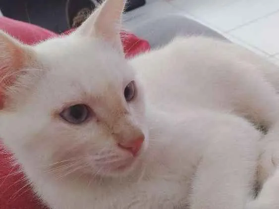 Gato ra a SRD idade 2 a 6 meses nome Salomon