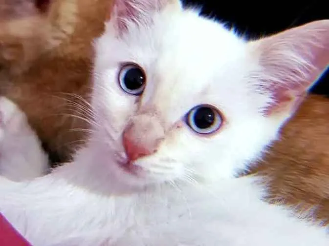 Gato ra a SRD idade 2 a 6 meses nome Salomon