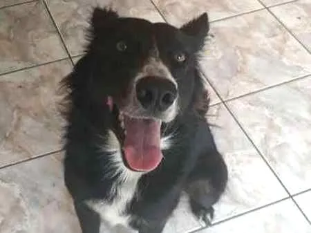 Cachorro ra a SRD idade 2 anos nome Pretinho