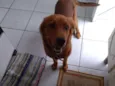 Duke