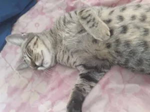 Gato raça Mestiço idade 7 a 11 meses nome Dimy