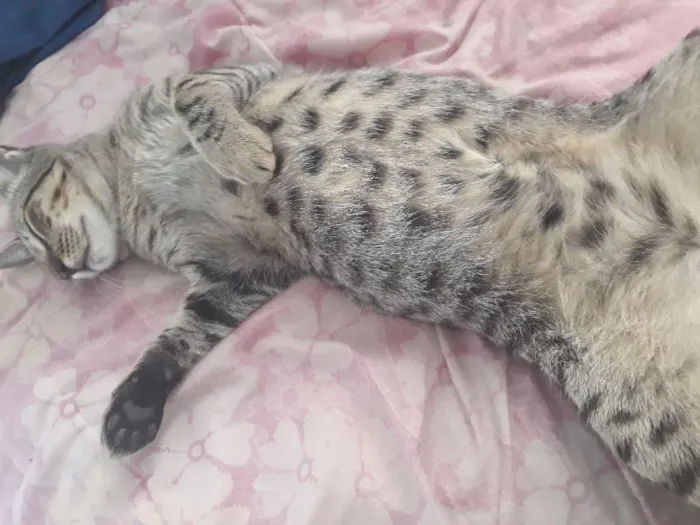 Gato raça Mestiço idade 7 a 11 meses nome Dimy