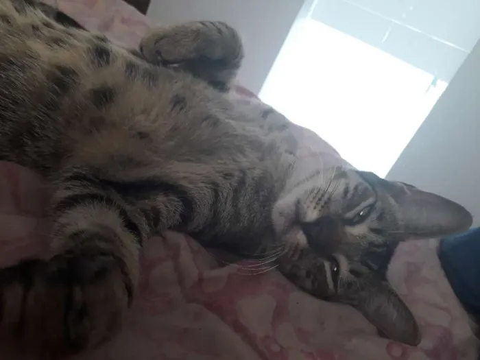 Gato raça Mestiço idade 7 a 11 meses nome Dimy