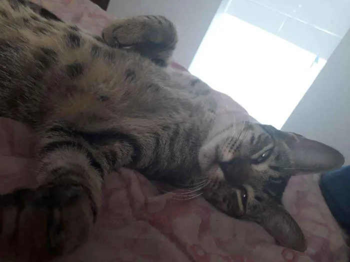 Gato raça Mestiço idade 7 a 11 meses nome Dimy