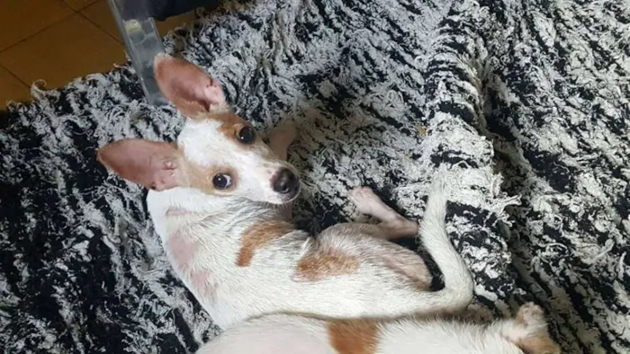 Cachorro ra a Pinsher idade 1 ano nome Borges
