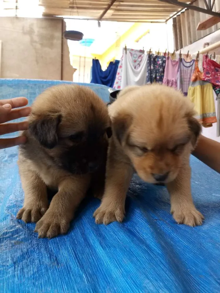 Cachorro ra a Mestiço de chow chow idade 2 a 6 meses nome Lion