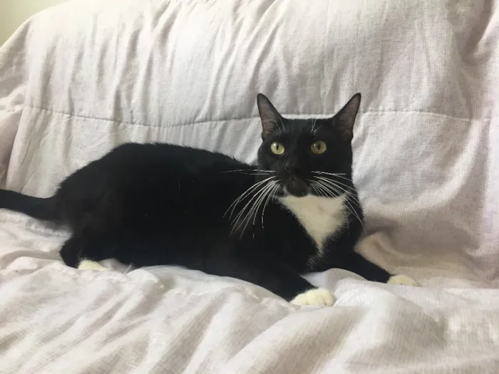 Gato raça Sem raça  idade 3 anos nome Pepeto