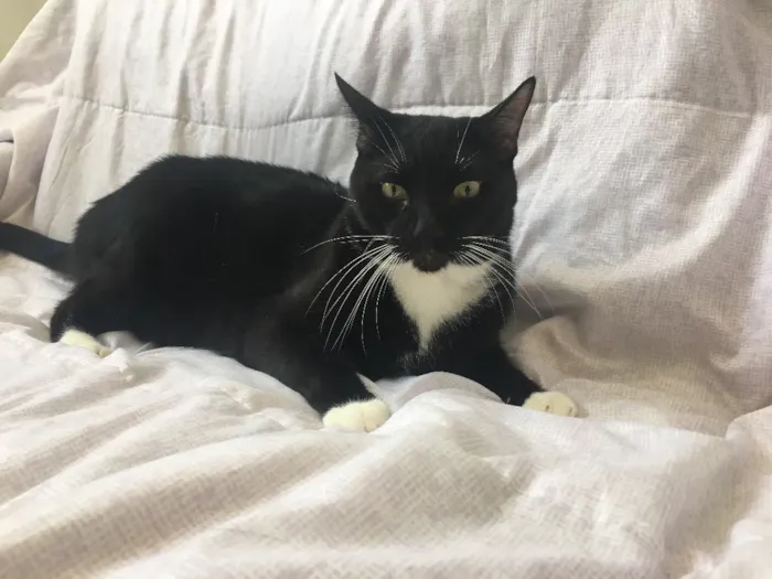 Gato raça Sem raça  idade 3 anos nome Pepeto