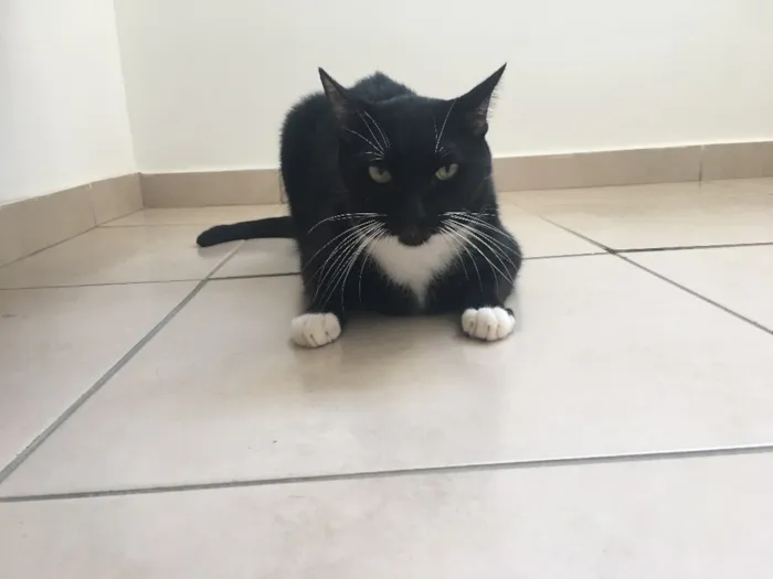 Gato raça Sem raça  idade 3 anos nome Pepeto