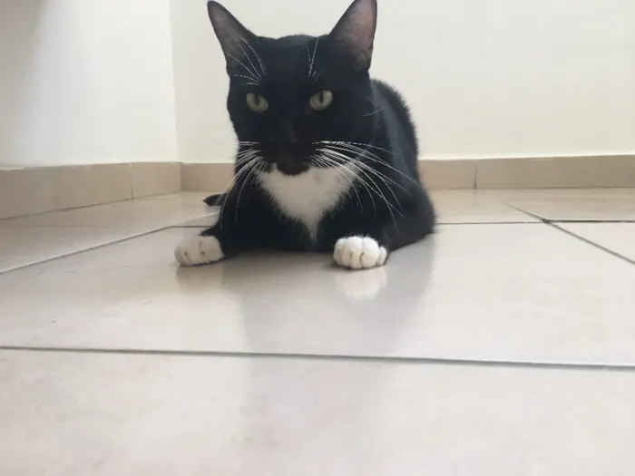 Gato raça Sem raça  idade 3 anos nome Pepeto