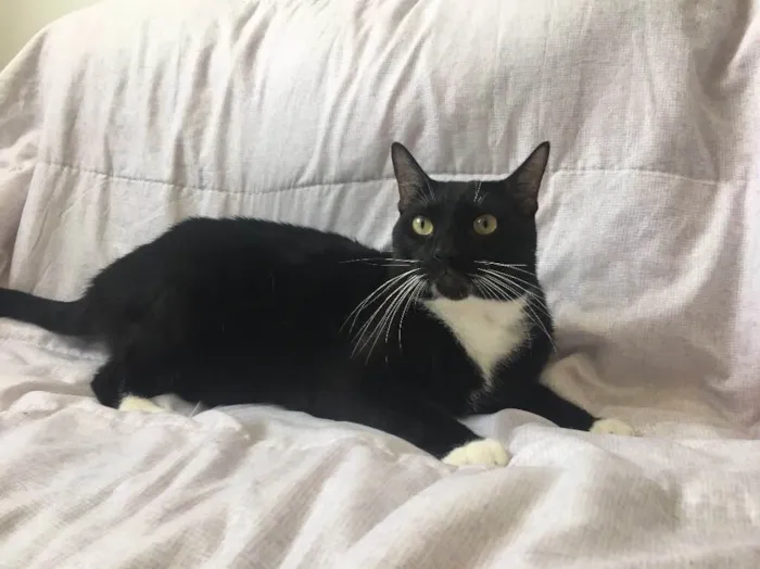 Gato raça Sem raça  idade 3 anos nome Pepeto