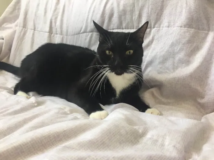 Gato raça Sem raça  idade 3 anos nome Pepeto