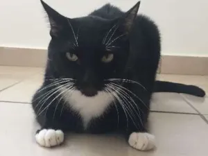 Gato raça Sem raça  idade 3 anos nome Pepeto