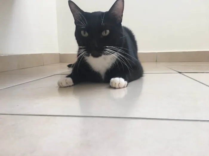 Gato raça Sem raça  idade 3 anos nome Pepeto