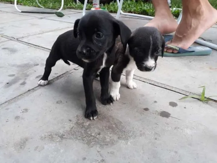 Cachorro raça Não definida idade Abaixo de 2 meses nome Não possui