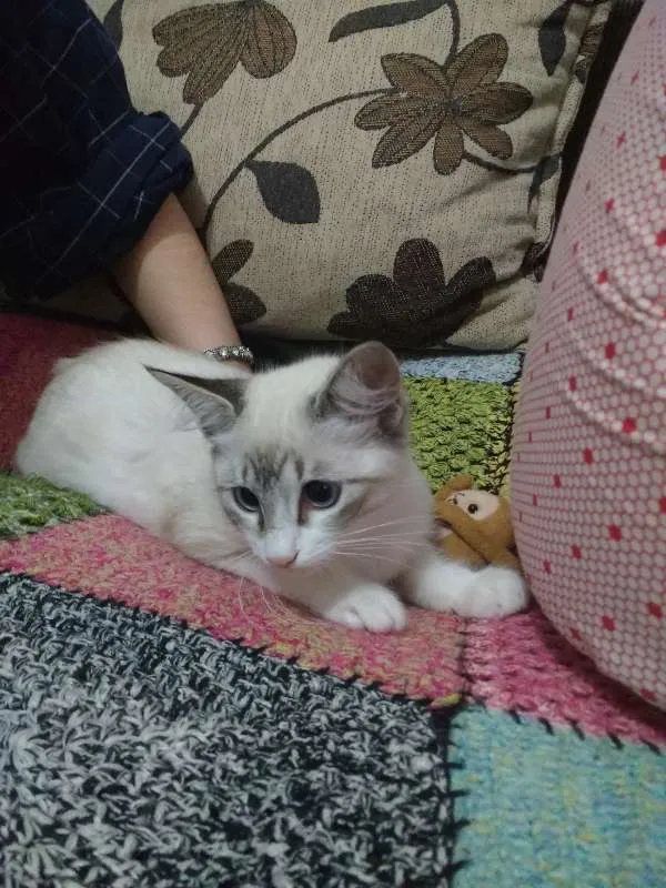 Gato ra a mestiça idade 2 a 6 meses nome Savannah