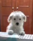 Nala