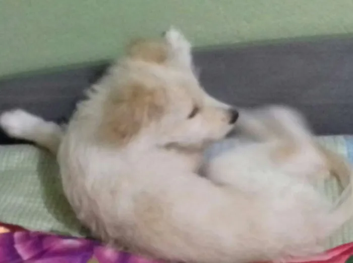 Cachorro ra a Yorkshire com vira lata idade 2 a 6 meses nome Nala