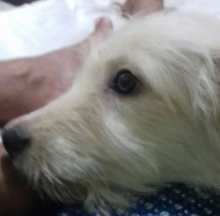Cachorro ra a Yorkshire com vira lata idade 2 a 6 meses nome Nala