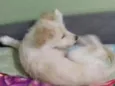 Nala