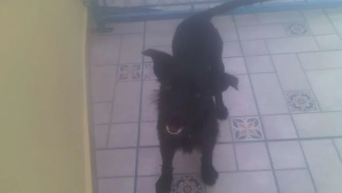Cachorro ra a SRD idade 7 a 11 meses nome Emily