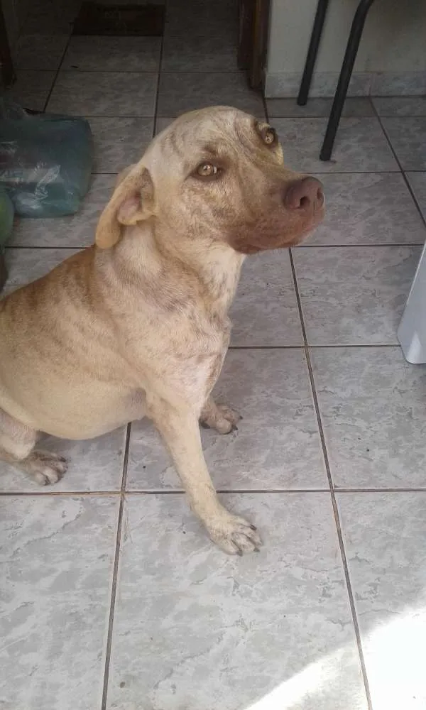 Cachorro ra a Pitbull com labrador idade 1 ano nome Belinha