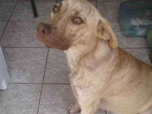 Cachorro raça Pitbull com labrador idade 1 ano nome Belinha