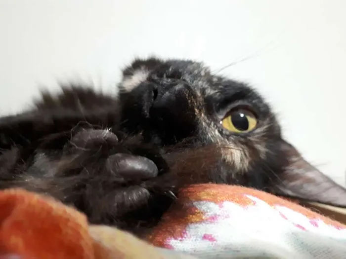 Gato ra a não sei idade 1 ano nome Lari e Brisa