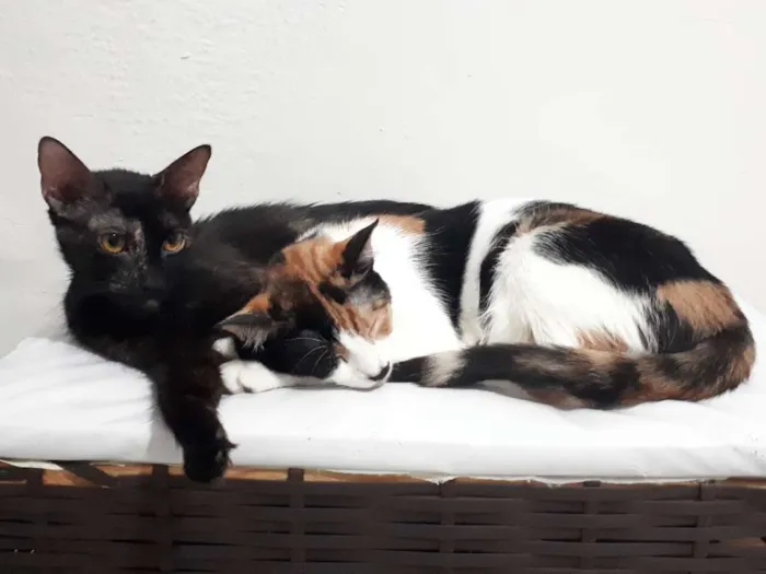 Gato ra a não sei idade 1 ano nome Lari e Brisa