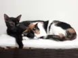 Lari e Brisa