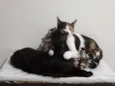 Lari e Brisa