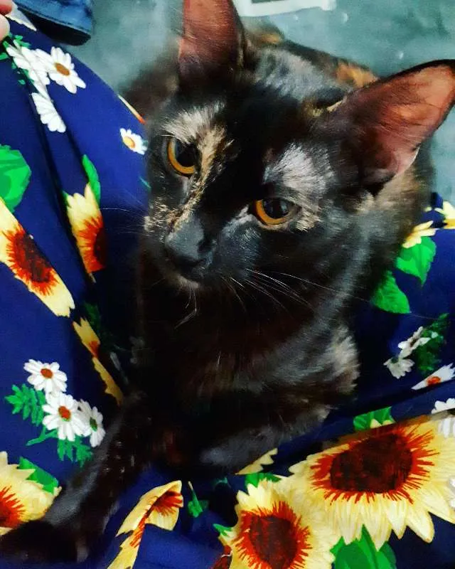 Gato ra a não sei idade 1 ano nome Lari e Brisa