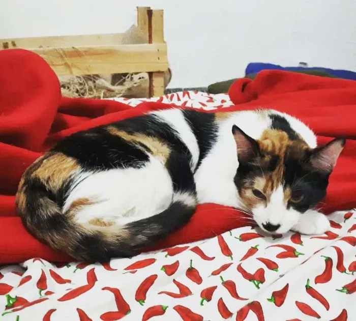 Gato ra a não sei idade 1 ano nome Lari e Brisa