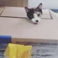 Lari e Brisa