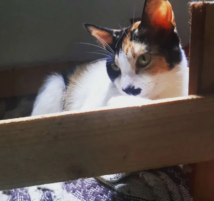 Gato ra a não sei idade 1 ano nome Lari e Brisa