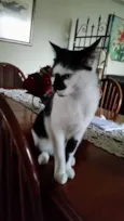 Manchinha