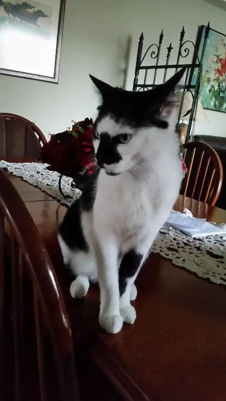 Gato ra a SRD idade 4 anos nome Manchinha