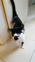 Manchinha