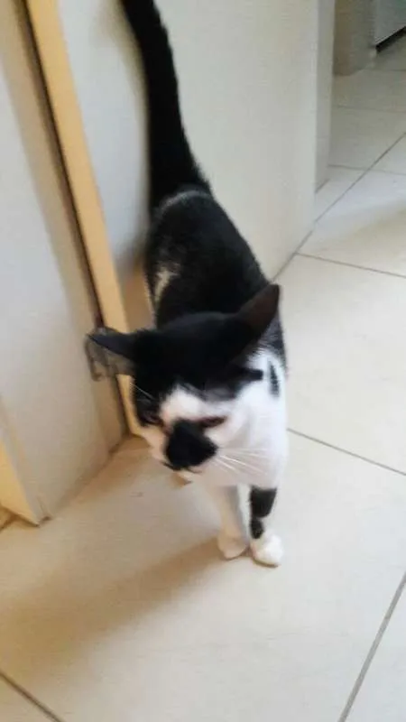 Gato ra a SRD idade 4 anos nome Manchinha