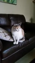 Miguelita