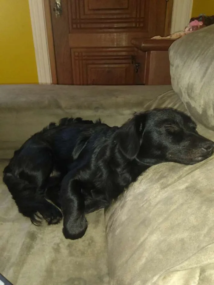 Cachorro ra a Dachshund idade 7 a 11 meses nome Hulk