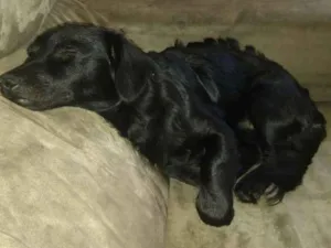 Cachorro raça Dachshund idade 7 a 11 meses nome Hulk