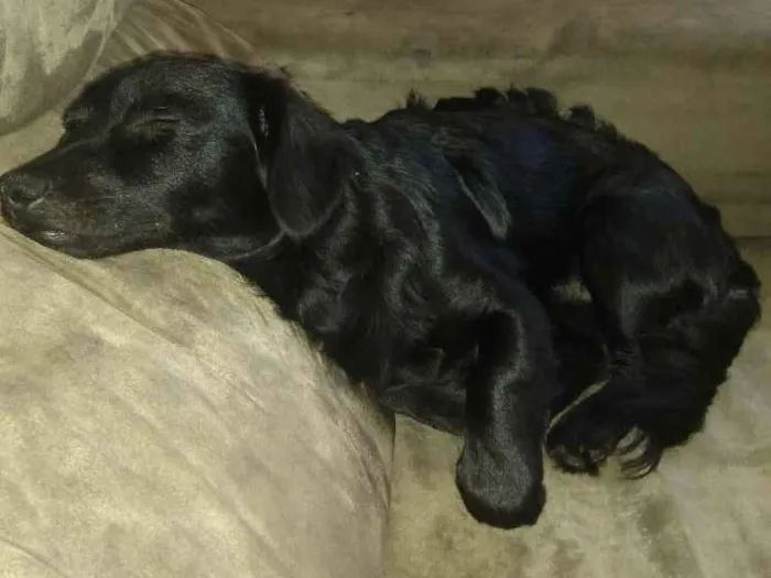 Cachorro ra a Dachshund idade 7 a 11 meses nome Hulk