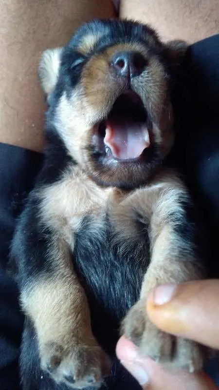 Cachorro raça mestiço idade Abaixo de 2 meses nome não possui